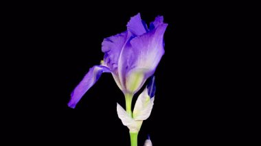 Iris Çiçekleri. Çiçek açan Mavi İris Çiçeği Siyah Arkaplanda. Zaman aşımı. 4K.