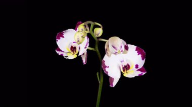Blooming White - Magenta Orkide Phalaenopsis Çiçeği Siyah Arkaplanda. Zaman aşımı. 4K.