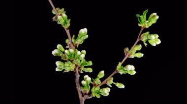 Kiraz çiçeği. Beyaz Çiçekler Kiraz Ağacı 'nda çiçek açıyor. Karanlık Arkaplan. Zaman aşımı. 4K.