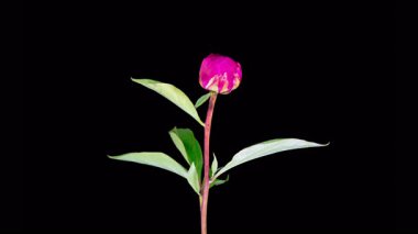 Kırmızı Şakayık Çiçekleri. Güzel Kırmızı Şakayık Çiçekleri Siyah Arkaplanda Çiçek Açıyor. 4K.