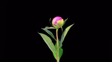 Pembe Şakayık Çiçekleri. Güzel Pembe Şakayık Çiçekleri Siyah Arkaplanda Çiçek Açıyor. 4K.
