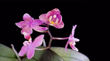 Orkide çiçekleri var. Kara Arkaplanda Güzel Pembe Orkide Phalaenopsis Çiçeği açılıyor. Zaman aşımı. 4K.