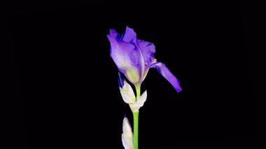 Iris Çiçekleri. Çiçek açan Mavi İris Çiçeği Siyah Arkaplanda. Zaman aşımı. 4K.