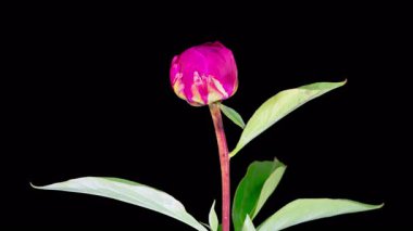 Kırmızı Şakayık Çiçekleri. Güzel Kırmızı Şakayık Çiçekleri Siyah Arkaplanda Çiçek Açıyor. 4K.