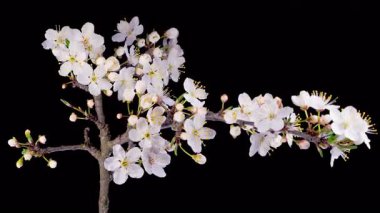 Kiraz çiçeği. Beyaz Çiçekler Kiraz Ağacı 'nda çiçek açıyor. Karanlık Arkaplan. Zaman aşımı. 4K.