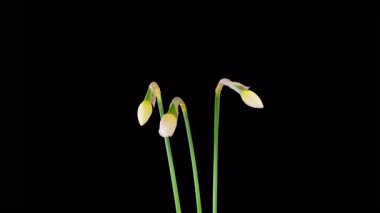 Narcissus Çiçekleri. Üç Beyaz Narsisli Çiçeklerin Güzel Zaman Çizelgesi Siyah Arkaplanda Çiçek Açıyor. 4K.