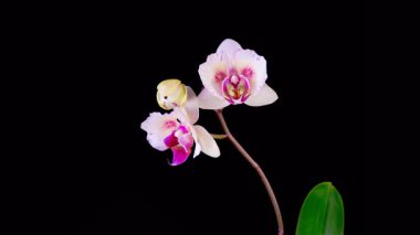 Orkide çiçekleri var. Kara Arkaplanda Güzel Pembe Orkide Phalaenopsis Çiçeği açılıyor. Zaman aşımı. 4K.