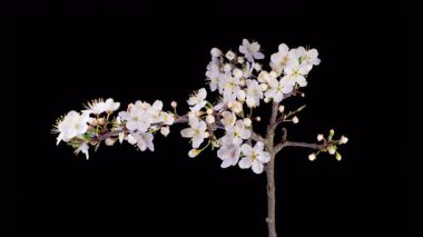 Kiraz çiçeği. Beyaz Çiçekler Kiraz Ağacı 'nda çiçek açıyor. Karanlık Arkaplan. Zaman aşımı. 4K.