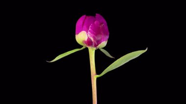 Pembe Şakayık Çiçekleri. Güzel Pembe Şakayık Çiçekleri Siyah Arkaplanda Çiçek Açıyor. 4K.