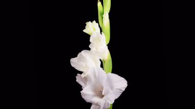 Beyaz Gladiolus Çiçekleri. Siyah Arkaplan 'da Beyaz Gladiolus Çiçeği' ni Açmanın Güzel Zaman Süreleri. 4K.