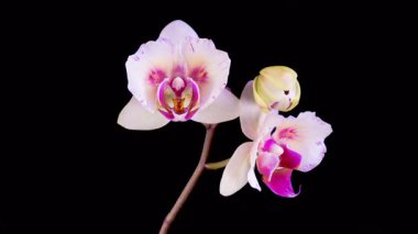 Orchid Blossoms. Blooming Red Orchid Phalaenopsis Flower on Black Background. Time Lapse. 4K.