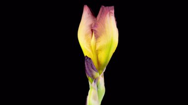 Iris Çiçekleri. Siyah Arkaplanda Çiçek açan Kırmızı Sarı İris Çiçeği. Zaman aşımı. 4K.