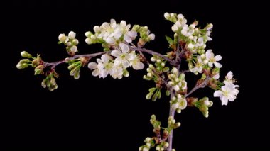 Kiraz çiçeği. Beyaz Çiçekler Kiraz Ağacı 'nda çiçek açıyor. Karanlık Arkaplan. Zaman aşımı. 4K.