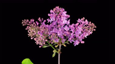 Leylak çiçekleri. Kara Arkaplanda Eflatun Mor Çiçeği Açmanın Güzel Zaman Geçidi. Zaman aşımı. 4K.