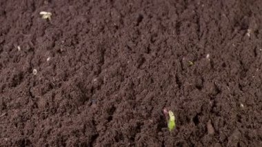 Büyüyen Mung Fasulyesi Bitkilerinin Güzel Zaman Hızı. Vigna Radiata. 4K.