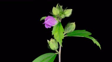 Hibiscus Çiçekleri. Siyah Arkaplanda Böceklerle Güzel Pembe Hibiscus Çiçeği Açılıyor. Zaman aşımı. 4K.