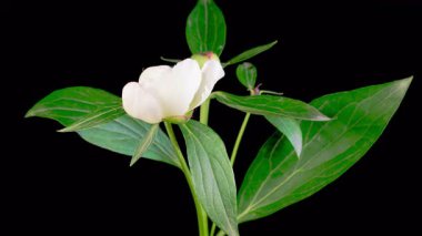 Beyaz Şakayık Çiçekleri. Güzel Beyaz Şakayık Çiçeklerinin Siyah Arkaplanda Çiçek Açması 'nın Zaman Hızı. 4K.