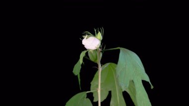 Hibiscus Çiçekleri. Siyah Arkaplanda Güzel Beyaz Hibiscus Çiçekleri Açılıyor. Zaman aşımı. 4K.