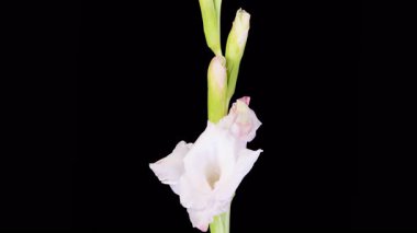 Beyaz Gladiolus Çiçekleri. Siyah Arkaplanda Beyaz Gladiolus Çiçeği 'nin güzel bir zaman atlaması. 4K.