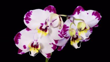 Blooming White - Magenta Orkide Phalaenopsis Çiçeği Siyah Arkaplanda. Zaman aşımı. 4K.
