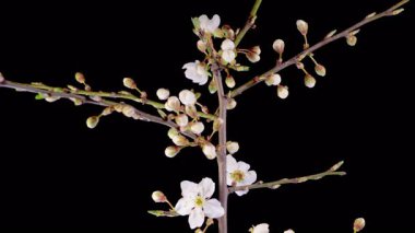 Kiraz çiçeği. Beyaz Çiçekler Kiraz Ağacı 'nda çiçek açıyor. Karanlık Arkaplan. Zaman aşımı. 4K.