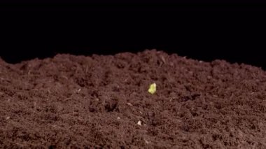 Beautiful Time Lapse of Growth Melon Plants Against a Black Background. 4K.