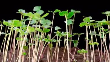 Kara Arkaplan Karşısında Büyüyen Karabuğday Bitkilerinin Güzel Zaman Süreleri. Fagopyrum esculentum. 4K.
