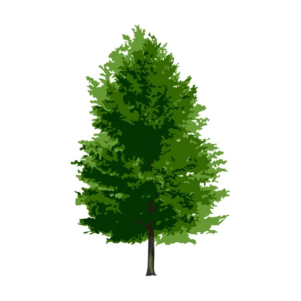 Árvore Verde Isolada Sobre Fundo Branco Ilustração Vetorial — Vetor de Stock