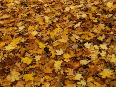 Düşen sarı akçaağaç yaprakları sonbahar arka planında