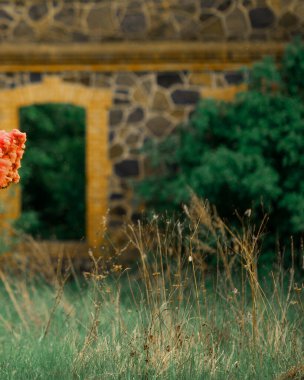 Güzel dumanlı mercan tozu bahçenin köşesinde