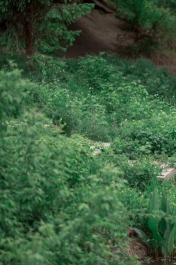 Ormandaki yeşil çim tarlası, Ukrayna