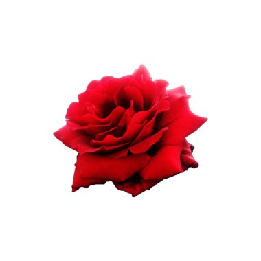 kırmızı gül beyaz arkaplanda izole