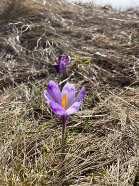 bahar mor kus çiçekleri