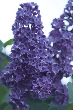 Bahçede mor leylak çiçekleri