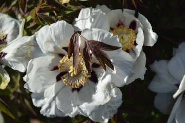 Bahar bahçesinde güzel beyaz şakayık çiçekleri