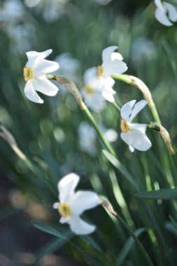 Bahçedeki beyaz kardelen çiçekleri