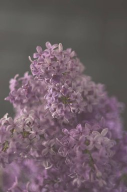 Siyah arka planda güzel leylak çiçekleri, seçici odak