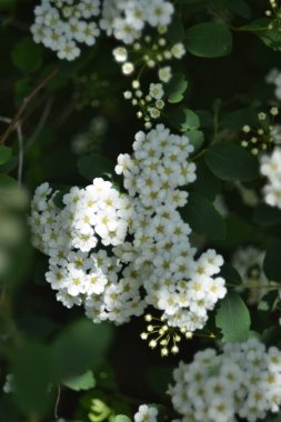 Bahçedeki güzel beyaz çiçekler