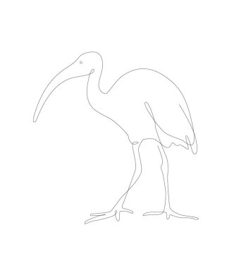 Ibis bird line art illustration. Unusual species single line. wildlife vector. Cambodia animals
