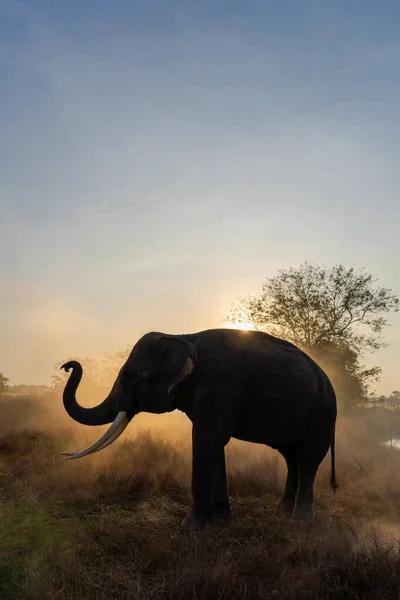 Retrato Vertical Elefante Tailandês Névoa — Fotografia de Stock