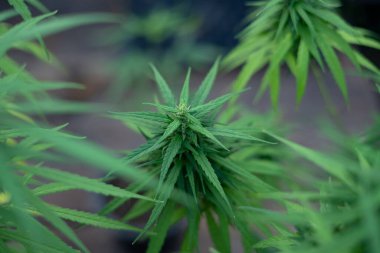 Tayland 'da doğal olarak yetişen esrar Strain kenevir çeşitliliği