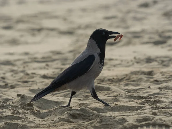 Zakapturzony Kruk Spaceruje Piasku Plaży Poszukiwaniu Jedzenia Kawałkiem Salami Bei — Zdjęcie stockowe