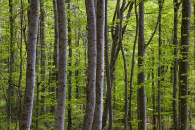 Romanya, Transilvanya ve ormandaki yoğun ağaçlar