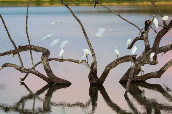 Egrets Branch Lake Pilanesburg National Park Johannesburg África Sul — Fotografia de Stock