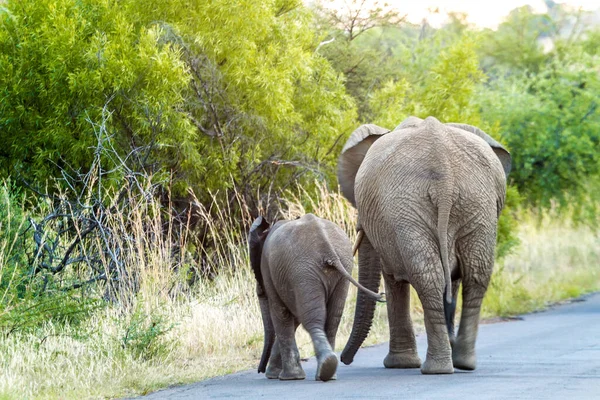 Elefántanya Borjú Sétál Úton Pilanesburg Nemzeti Park Johannesburg Dél Afrika — Stock Fotó