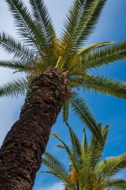 Mavi gökyüzüne karşı palmiye ağaçları, Algarve, Portekiz