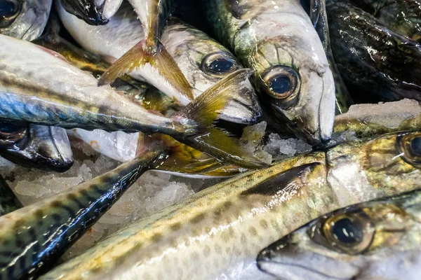 Balık Pazarında Taze Carapau Veya Uskumrusu Algarve Portekiz — Stok fotoğraf