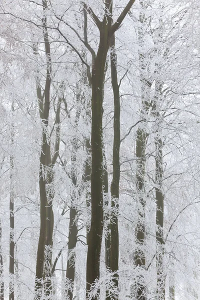 Träd Med Snö Och Frost Nära Wotton Edge Gloucestershire Storbritannien Stockbild