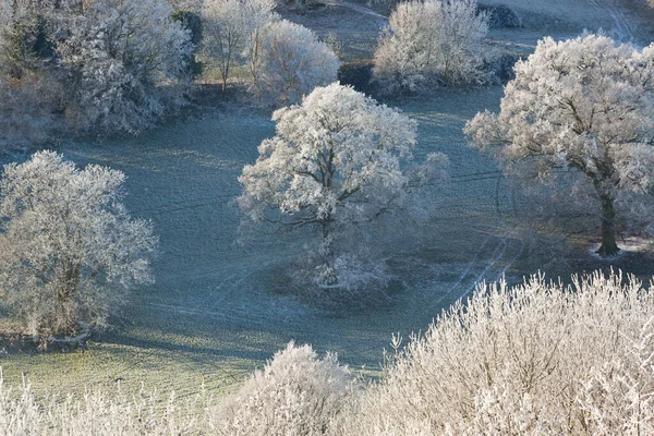 Snow Covered Trees Uley Gloucestershire Verenigd Koninkrijk Rechtenvrije Stockfoto's