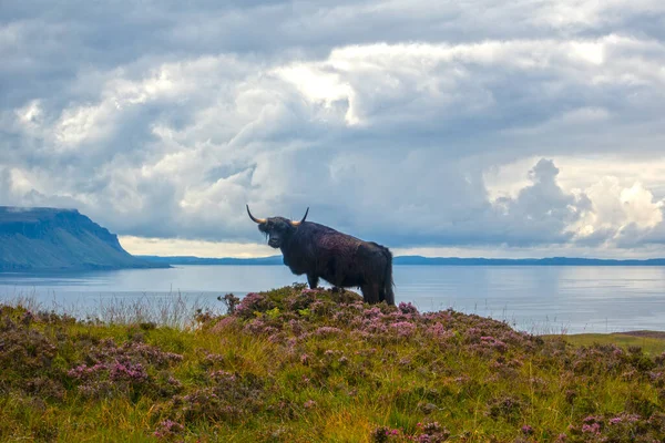 Highland Cow Ulva Isle Mull Inner Hebrides Scotland Velká Británie Stock Fotografie